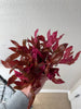 Alternanthera Rosanervig (6 stems)
