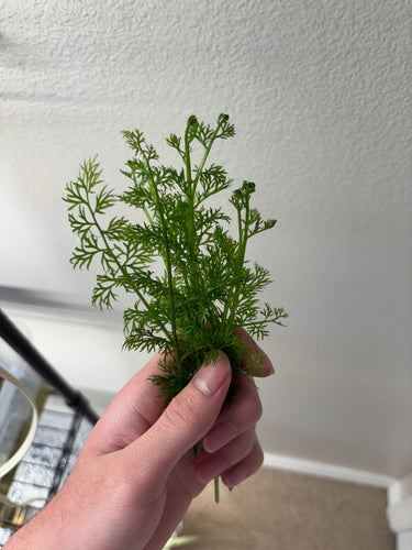 Water Sprite (6 stems)