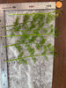 Water Sprite (6 stems)