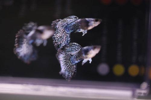 Purple Dragon Guppy