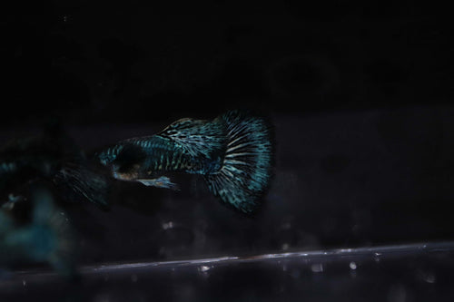 Green dragon guppy