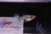 Purple Dragon Guppy