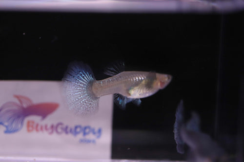 Purple Dragon Guppy