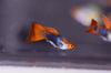 Black koi short ribbon sharkfin guppy