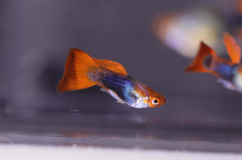 Black koi short ribbon sharkfin guppy