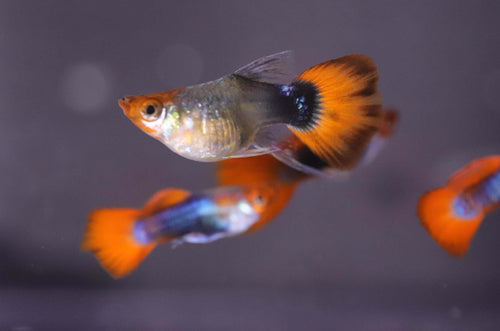 Black koi short ribbon sharkfin guppy