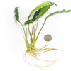 Anubias Minima