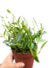 Peperomia Angulata (Beetle Peperomia) | Unique Trailing Plant | House Plant Shop