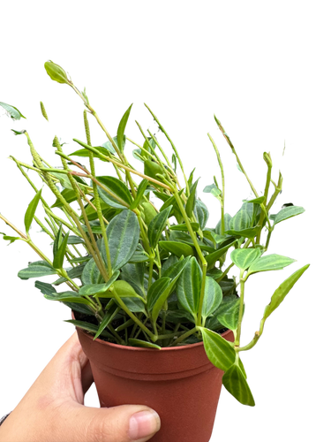 Peperomia Angulata (Beetle Peperomia) | Unique Trailing Plant | House Plant Shop