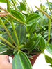 Peperomia Angulata (Beetle Peperomia) | Unique Trailing Plant | House Plant Shop
