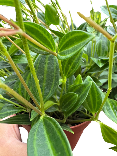 Peperomia Angulata (Beetle Peperomia) | Unique Trailing Plant | House Plant Shop