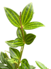 Peperomia Angulata (Beetle Peperomia) | Unique Trailing Plant | House Plant Shop