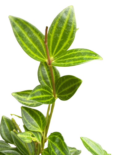 Peperomia Angulata (Beetle Peperomia) | Unique Trailing Plant | House Plant Shop
