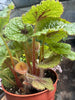 Begonia 'Iron Cross'