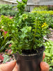 Fern 'Emina' | Curly Boston Fern for Hanging Displays | House Plant Shop