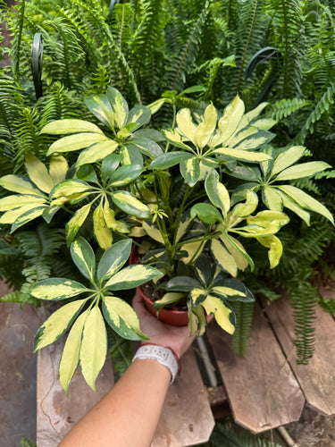 Schefflera Trinette