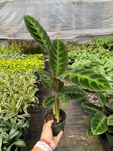 Calathea 'Warscewiczii' - 6 Pot