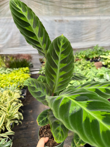 Calathea 'Warscewiczii' - 6 Pot
