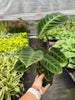Calathea 'Warscewiczii' - 6 Pot