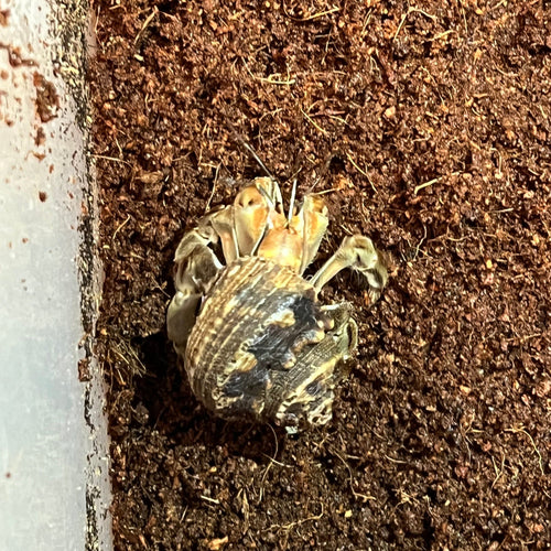 Coenobita compressus (Ecuadorian Hermit Crab)