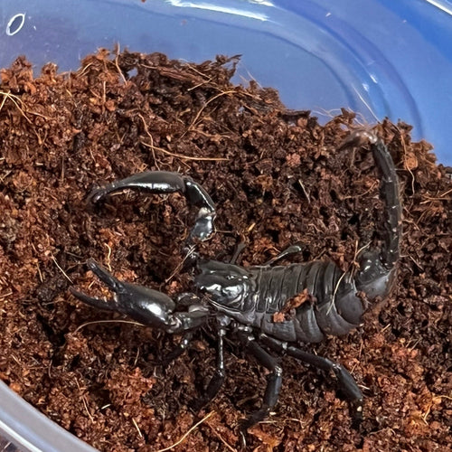 Heterometrus spinifer (Asian Forest Scorpion)