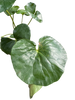 Farfugium japonicum (Leopard Plant) | Bold Architectural Foliage Plant | House Plant Shop