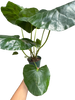 Farfugium japonicum (Leopard Plant) | Bold Architectural Foliage Plant | House Plant Shop