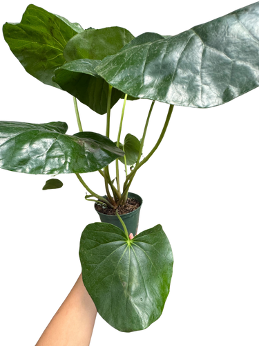 Farfugium japonicum (Leopard Plant) | Bold Architectural Foliage Plant | House Plant Shop