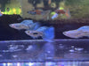 Blue Grass Guppy