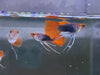 Black Koi Ribbon Butterfly Ears