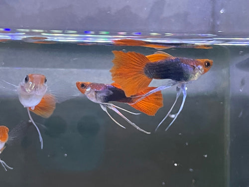 Black Koi Ribbon Butterfly Ears