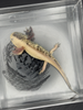 Split Mosaic Axolotl Nova