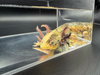 Split Mosaic Axolotl