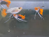 Black Koi Ribbon Butterfly Ears