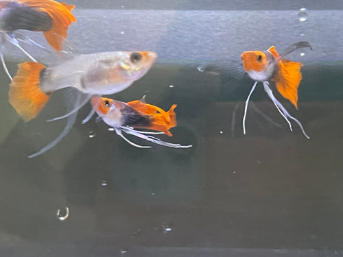 Black Koi Ribbon Butterfly Ears