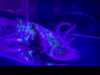 Split Mosaic Axolotl Nova