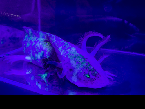 Split Mosaic Axolotl Nova