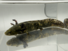 Mosaic Axolotl - Hazy
