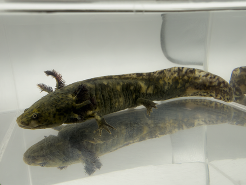 Mosaic Axolotl - Hazy