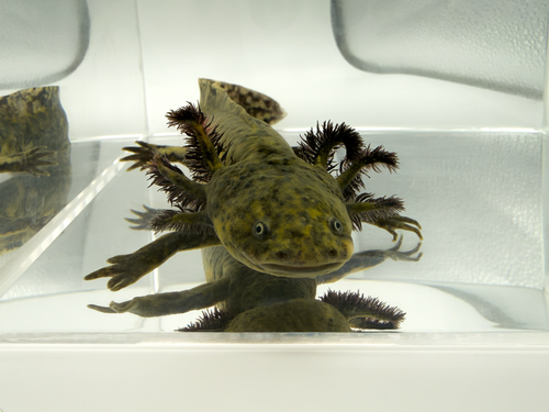Mosaic Axolotl - Hazy