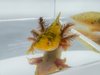 Mosaic Axolotl - Butter Bean