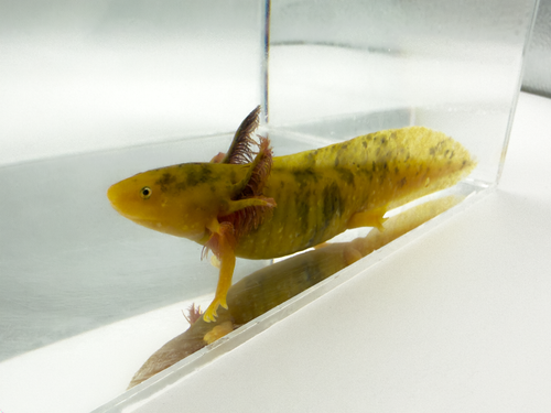 Mosaic Axolotl - Butter Bean