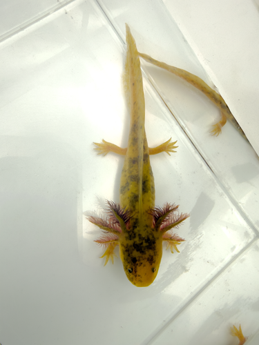 Mosaic Axolotl - Butter Bean