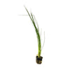 Giant Hairgrass (Thick Leaf)