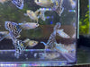 White Snakeskin Mosaic Guppy