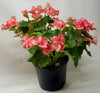 Begonia 'Reiger'