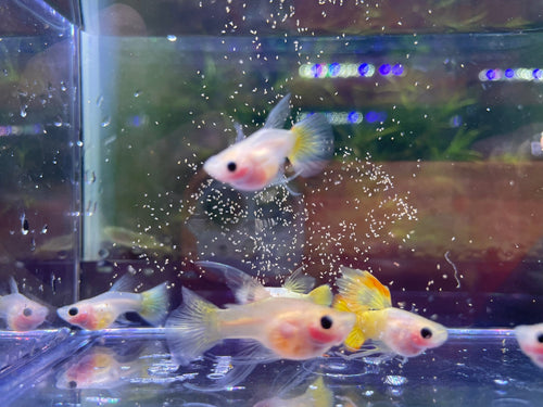 Gold Short glassbelly Ribbon Guppy