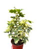 Variegated English Ivy | Trailing Plant with Cream & Green Leaves | House Plant Shop