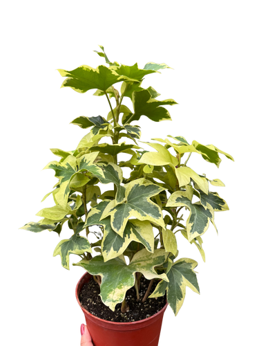 Variegated English Ivy | Trailing Plant with Cream & Green Leaves | House Plant Shop
