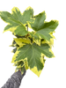 Variegated English Ivy | Trailing Plant with Cream & Green Leaves | House Plant Shop